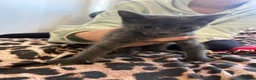 Mixed Breed cats for sale: Make and female kittens  - Advert 5