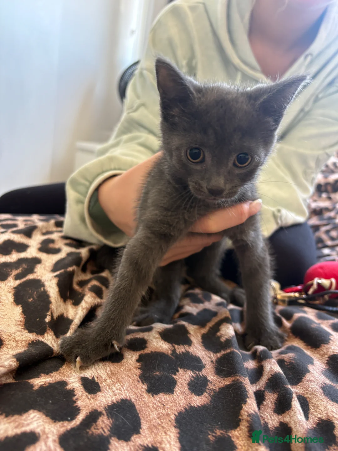 Mixed Breed cats for sale: Make and female kittens  - Advert 5