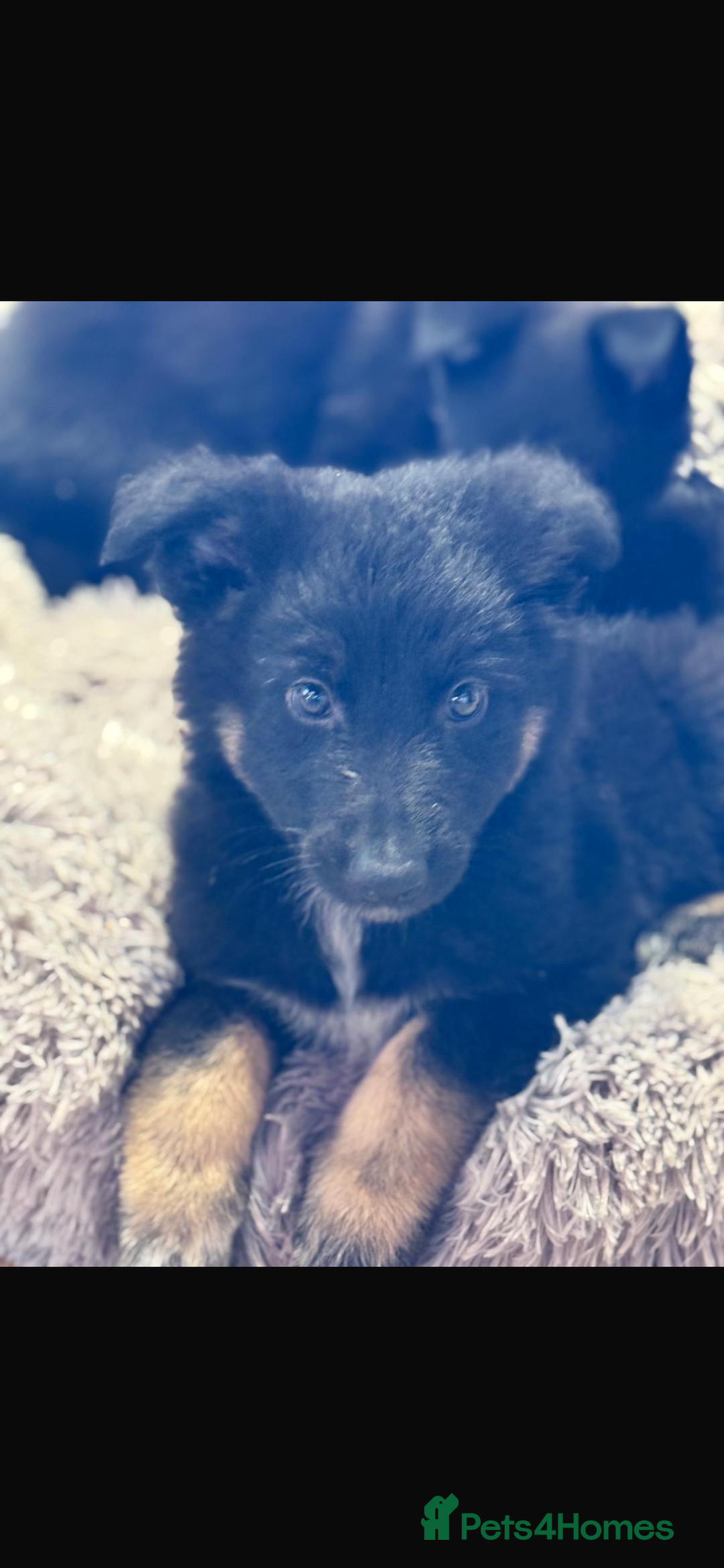 Mixed Breed dogs for sale: 🐶German Shepherd X Puppies🐶 - Image 4
