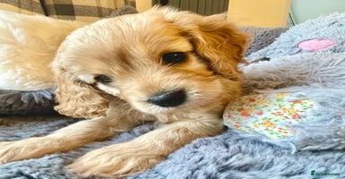 Cavapoo dogs Cavapoo - Advert 2