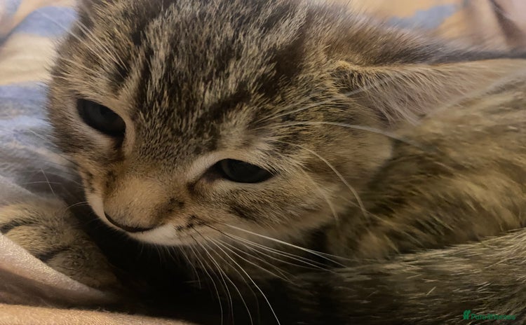 American Shorthair cats - Advert 1