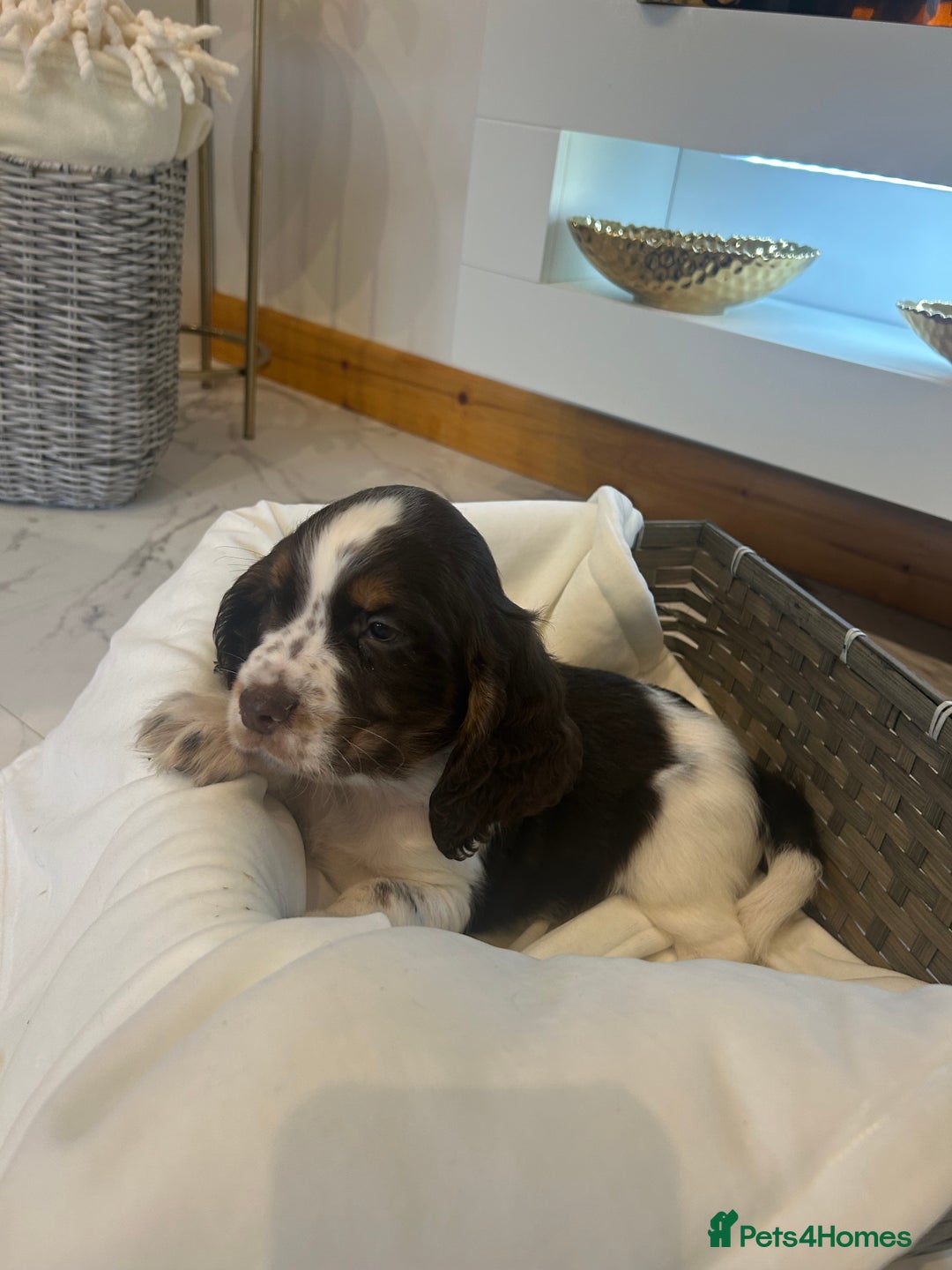 Cocker Spaniel dogs for sale: Rainbow litter cocker spaniel puppies  - Advert 2