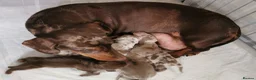 Dachshund dogs for sale: KC miniature smooth haired DNA tested dachshunds  - Advert 19