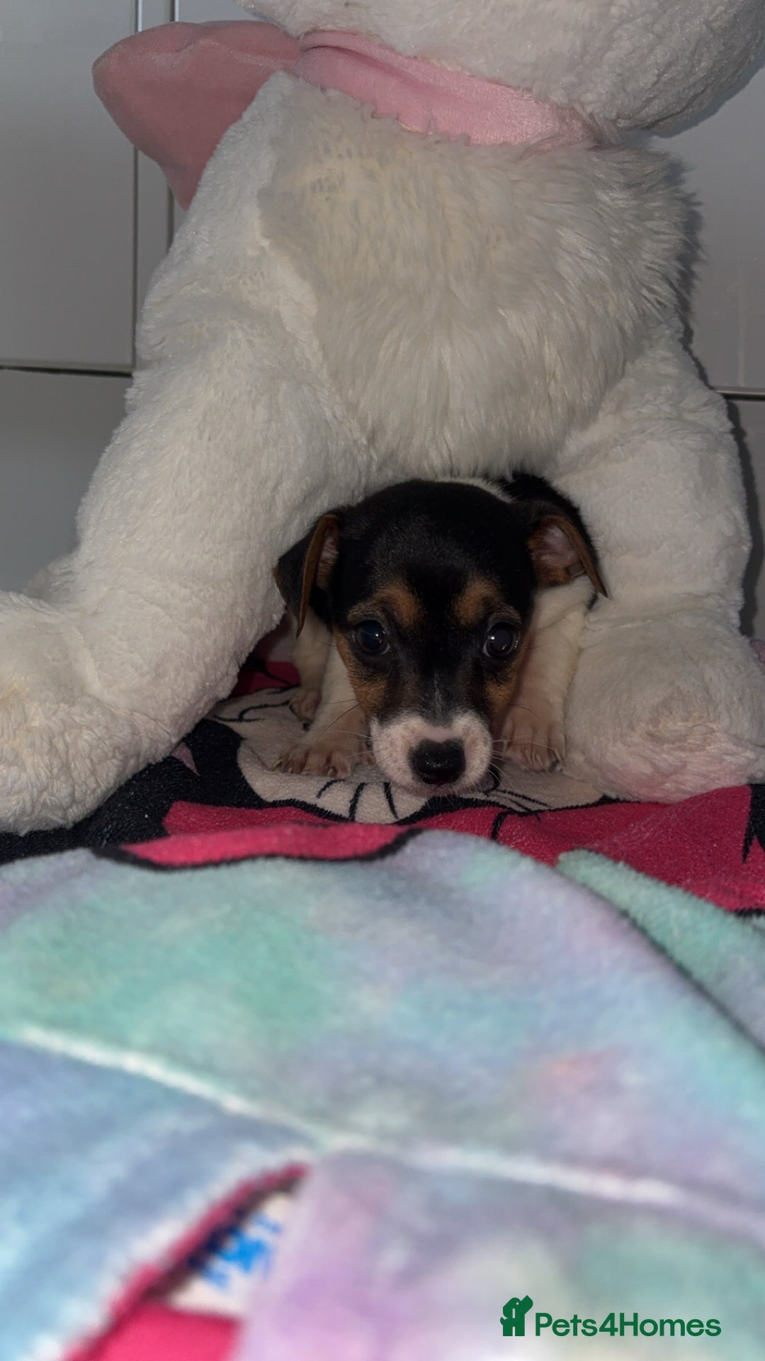 Jack Russell dogs for sale: 💙 4 beautiful Jack Russell’s 🩷 - Image 8