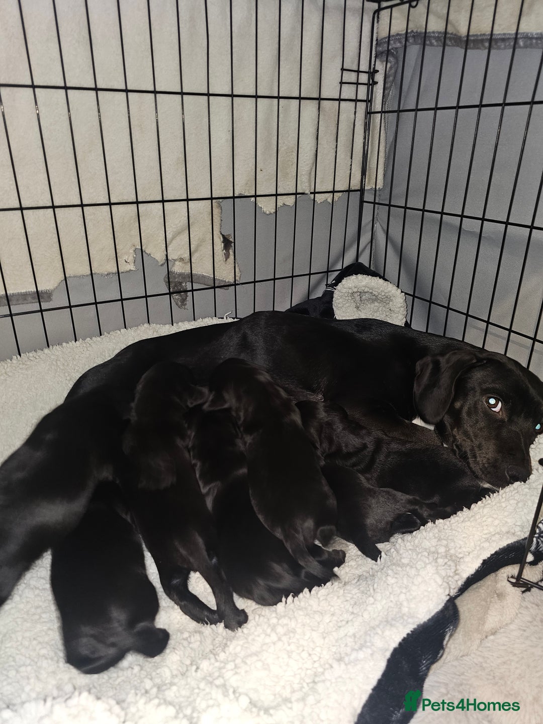 Mixed Breed dogs for sale: Chunky staff x lab pups 3 left - Advert 2