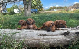 Rhodesian Ridgeback dogs for sale: Exquisite litter Rhodesian Ridgebacks - Image 15