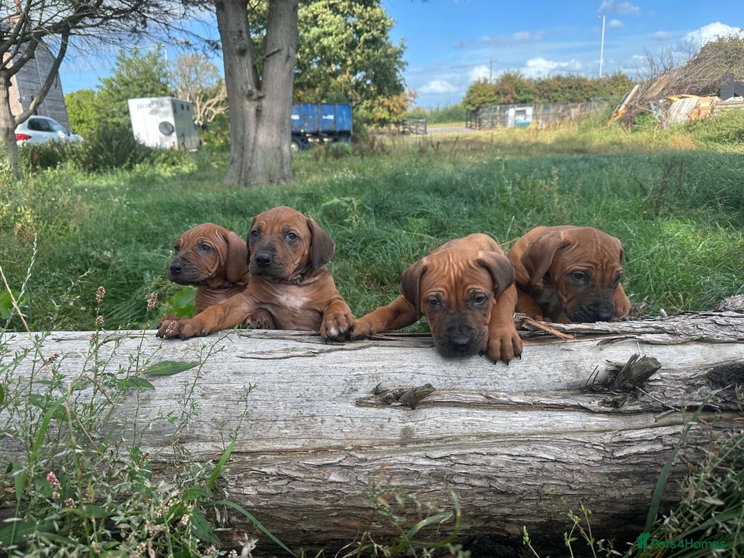 Rhodesian Ridgeback dogs for sale: Exquisite litter Rhodesian Ridgebacks - Image 15