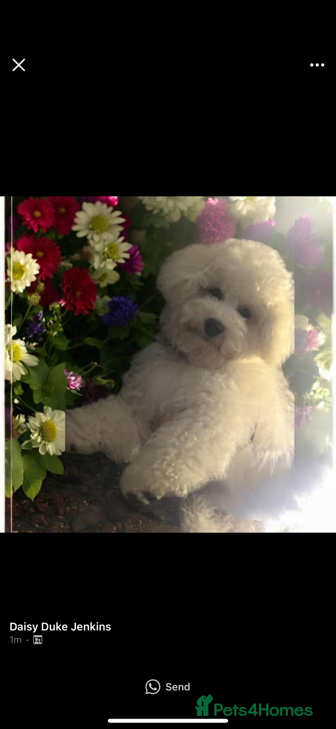 Poochon dogs for sale: Needing to rehome our adorable Poochon - Image 3