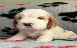 Cocker Spaniel dogs for sale: Show Cocker Puppies (KC Reg, AMS, PRA & FN CLEAR) - Image 34
