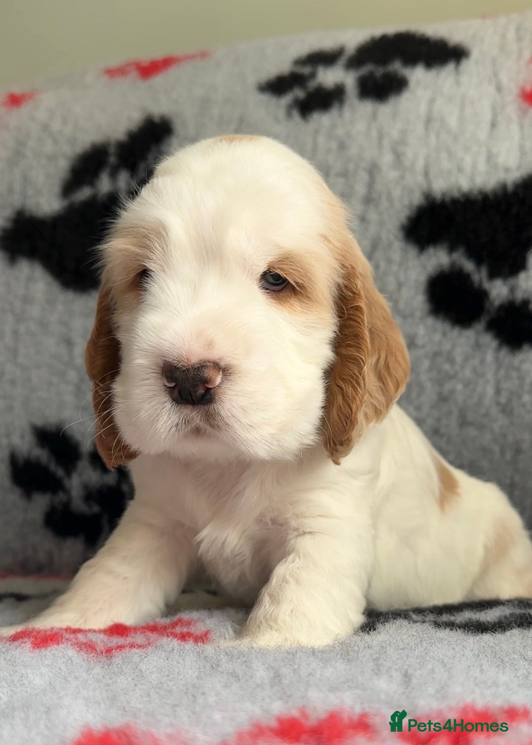 Cocker Spaniel dogs for sale: Show Cocker Puppies (KC Reg, AMS, PRA & FN CLEAR) - Image 34
