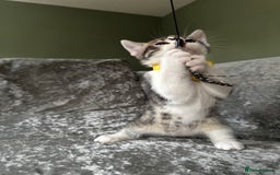 British Shorthair cats for sale: ✨🍑 PEACH & PISTACHIO 💚✨ - Image 13