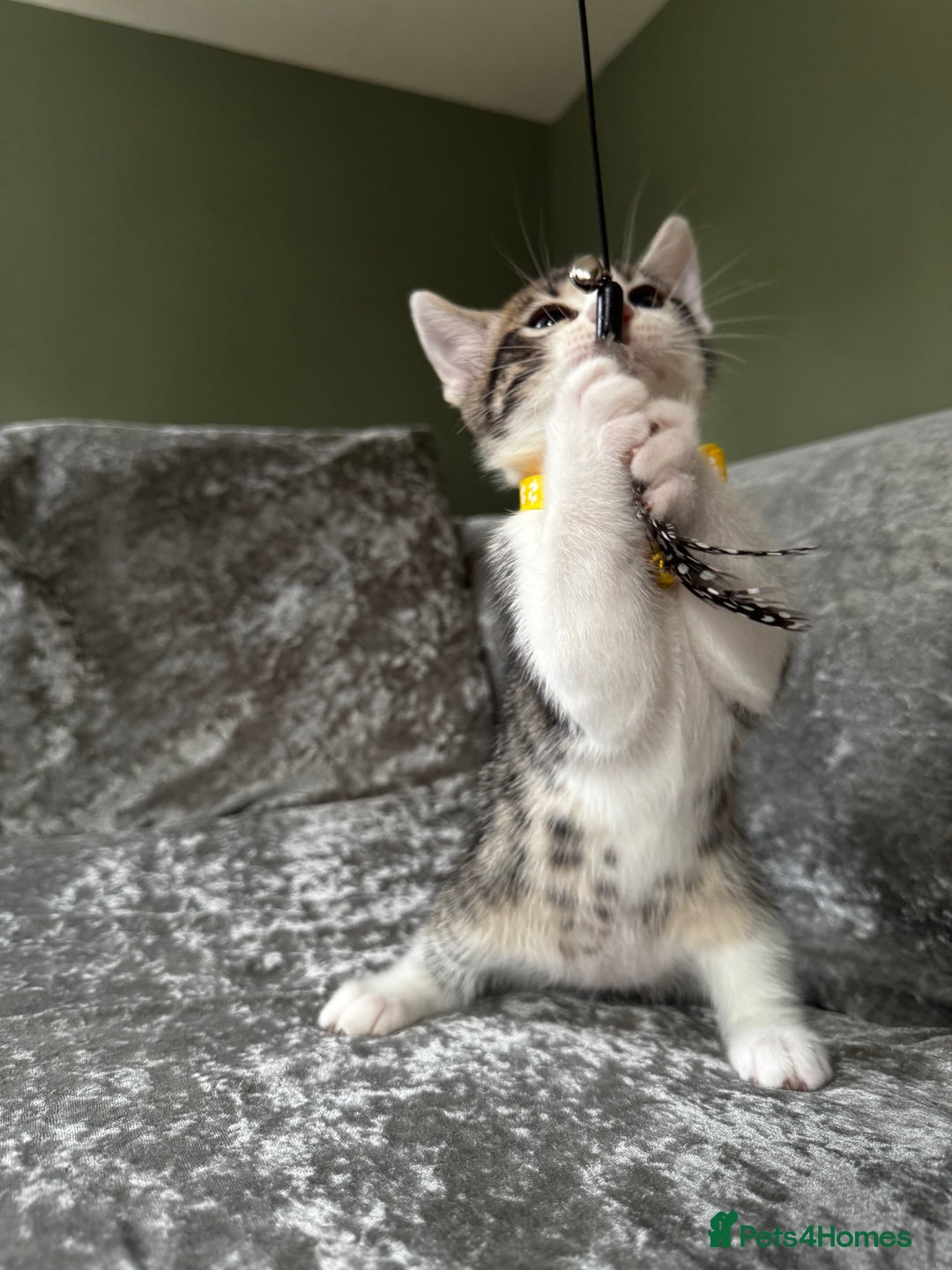 British Shorthair cats for sale: ✨🍑 PEACH & PISTACHIO 💚✨ - Image 13