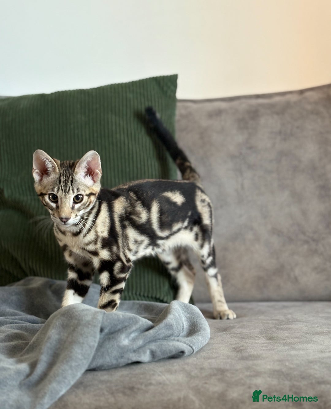 Savannah cats for sale: Stunning and Rare Kiwanga Pedigree F3 Savannahs  - Advert 4