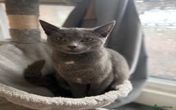 Russian Blue cats for sale: Female rusian blue - Image 4