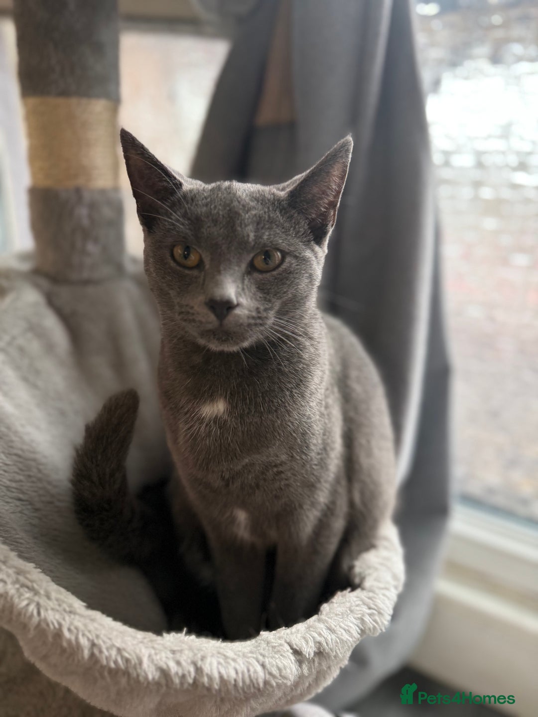 Russian Blue cats for sale: Female rusian blue - Image 4