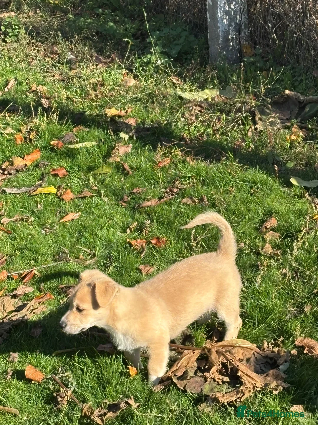 Mixed Breed dogs for adoption: 🌸Little HARA🌸- gentle, grateful and full of love - Advert 18