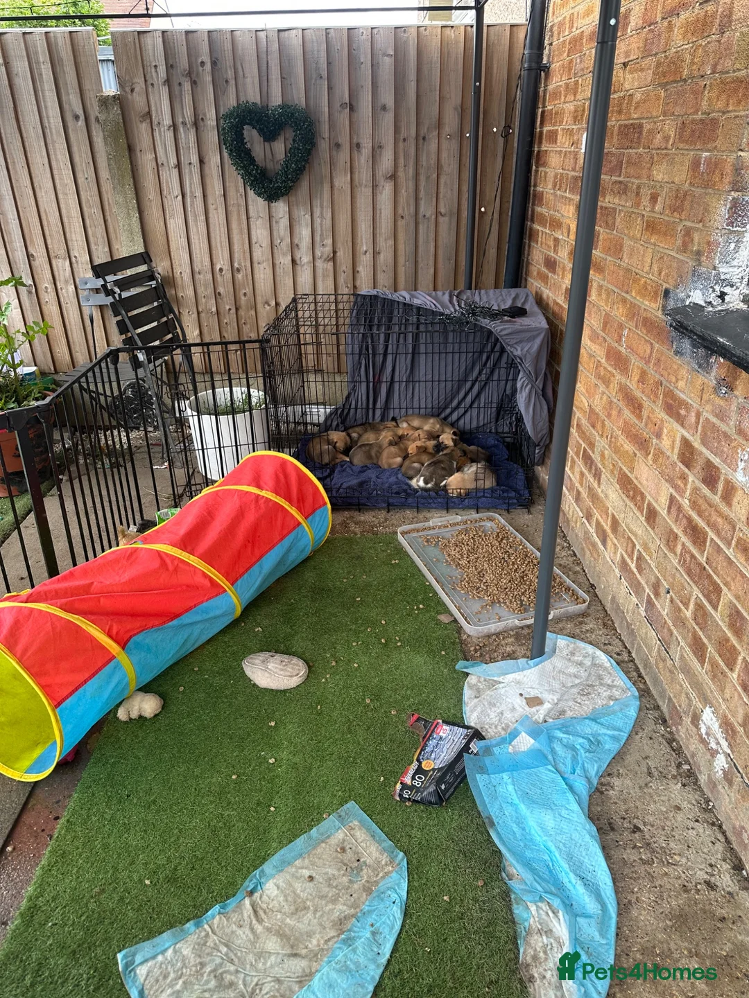 Mixed Breed dogs for sale: Puppy’s  - Advert 1