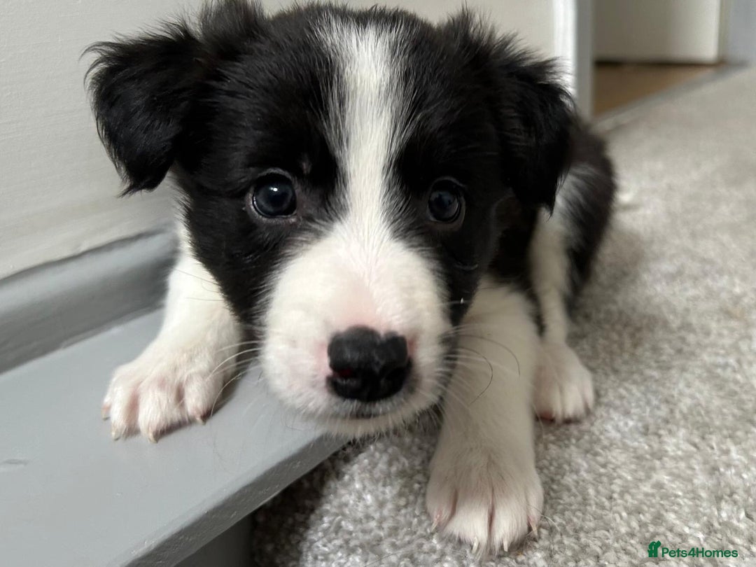 Mixed Breed dogs for sale: Collie Puppies for Sale - Image 5