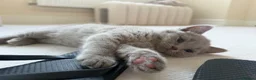 British Shorthair cats for sale: Baby Kittens British Shorthair in Gravesend - Advert 7
