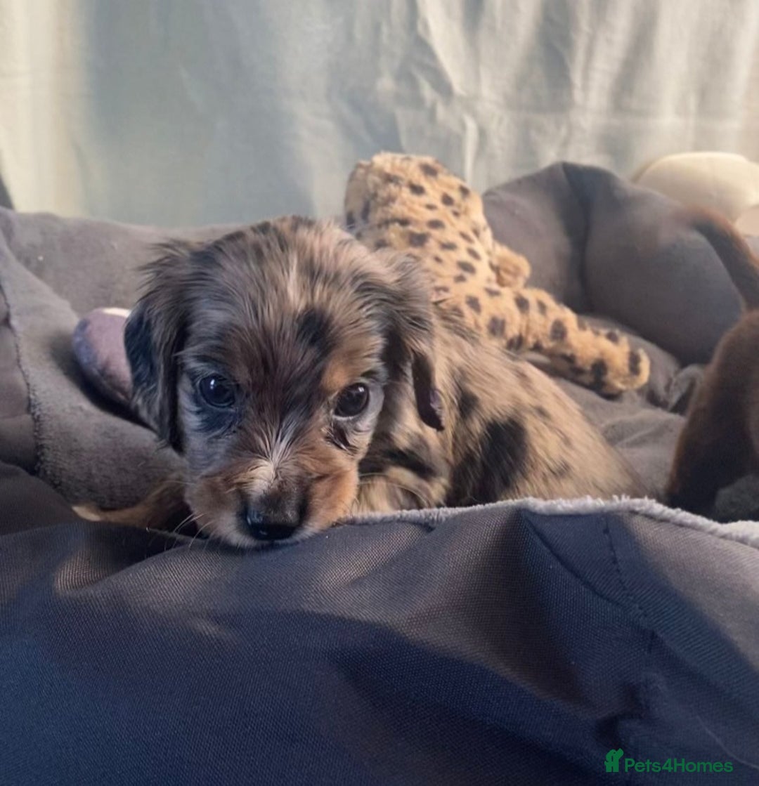 Cocker Spaniel dogs for sale: Cocker spaniel  puppies  - Advert 10