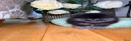 Pomeranian dogs for sale: BLACK & TAN GIRL and BOY - Advert 5