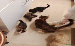 Maine Coon cats for sale: Main coon calico kittens - Image 7