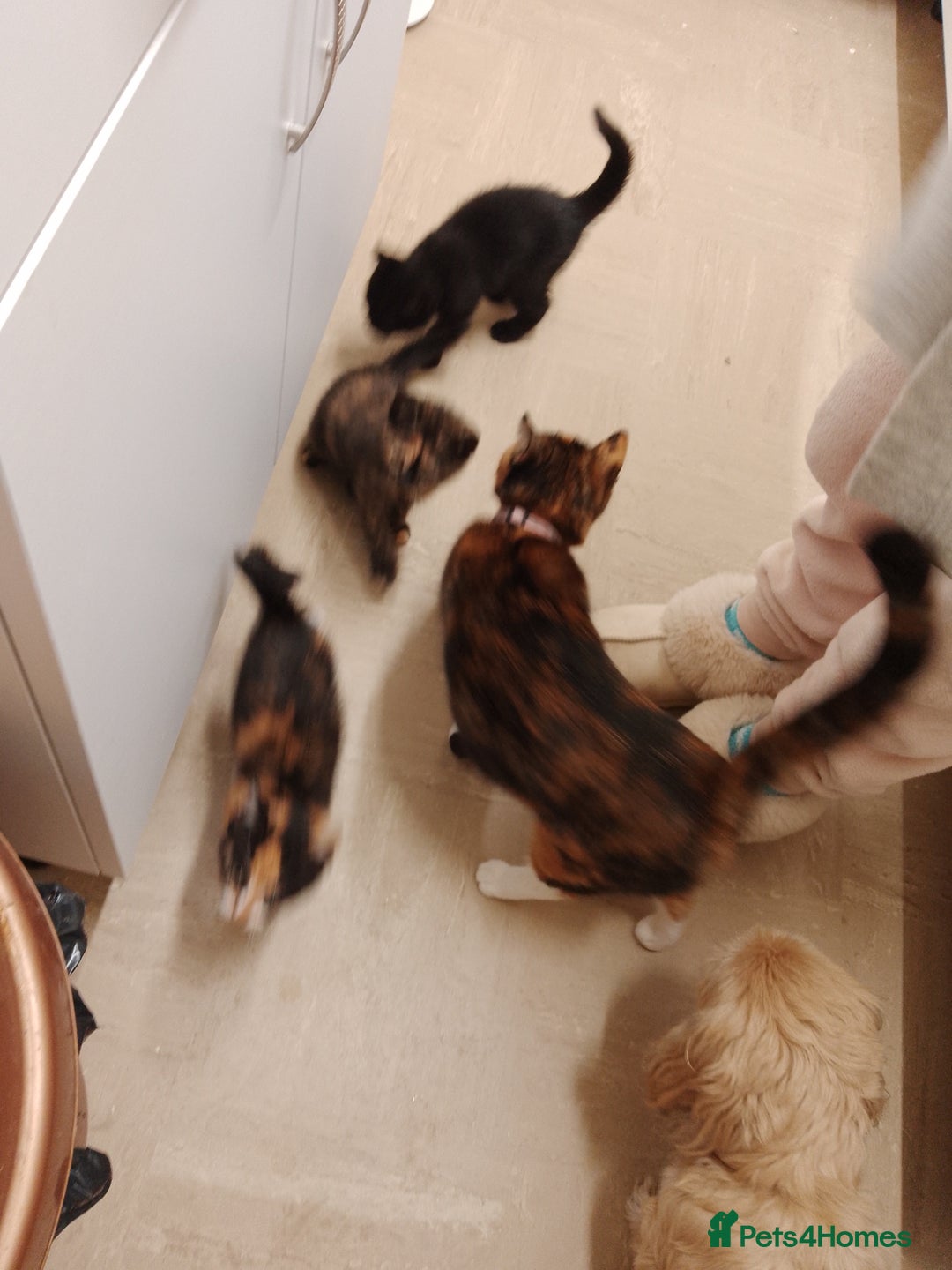 Maine Coon cats for sale: Main coon calico kittens - Image 7