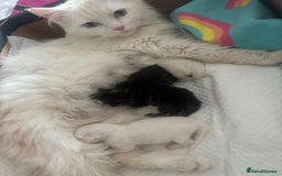 Turkish Angora cats for sale: Gorgeous fluffy Turkish angora cross kittens  - Image 5