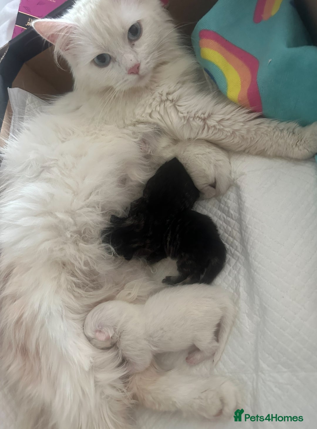 Turkish Angora cats for sale: Gorgeous fluffy Turkish angora cross kittens  - Image 5