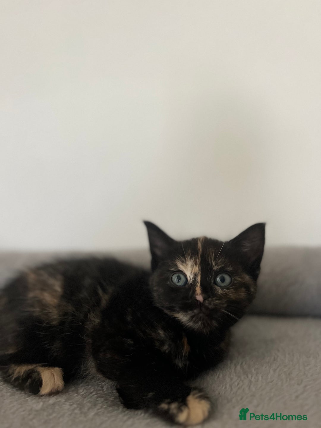 Mixed Breed cats for sale: Healthy, loved, well behaved and clean kittens - Image 9