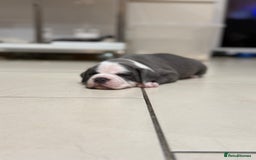 Staffordshire Bull Terrier dogs for sale: Pick of the litter pup available! Ch Bloodline - Image 5