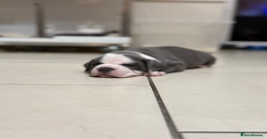Staffordshire Bull Terrier dogs - Advert 14