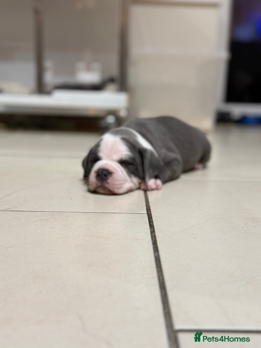 Staffordshire Bull Terrier dogs for sale: Pick of the litter pup available! Ch Bloodline - Image 5