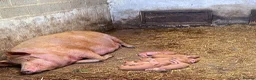 Pig livestock for sale: Pedigree Tamworth birth notified Weaners  - Advert 2
