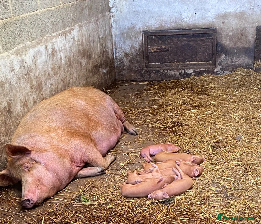 Pig livestock for sale: Pedigree Tamworth birth notified Weaners  - Advert 2