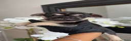 French Bulldog dogs for sale: Beautiful French Bulldog Puppies - Advert 9