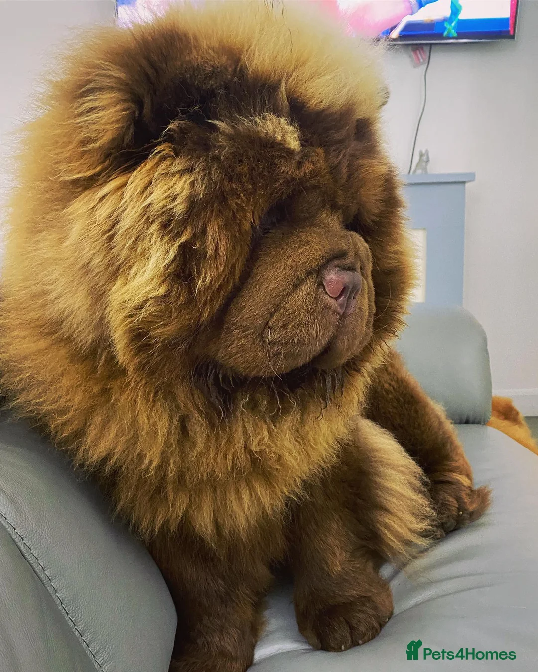 Chow Chow dogs for stud: HERSHEY the famous chocolate carrying blue. in Cheltenham - Advert 26