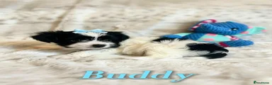 BUDDY
