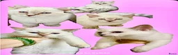 British Shorthair cats for sale: Gorgeous white British shorthair kittens 🐾 - Advert 9