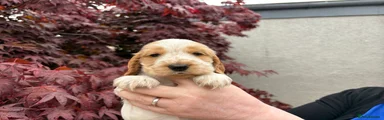 Cocker Spaniel 1