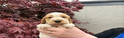 Cocker Spaniel dogs for sale: Mrs Linda McLaren - Advert 5