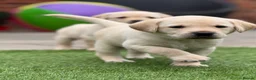Labrador Retriever dogs for sale: Labrador puppies  - Advert 22