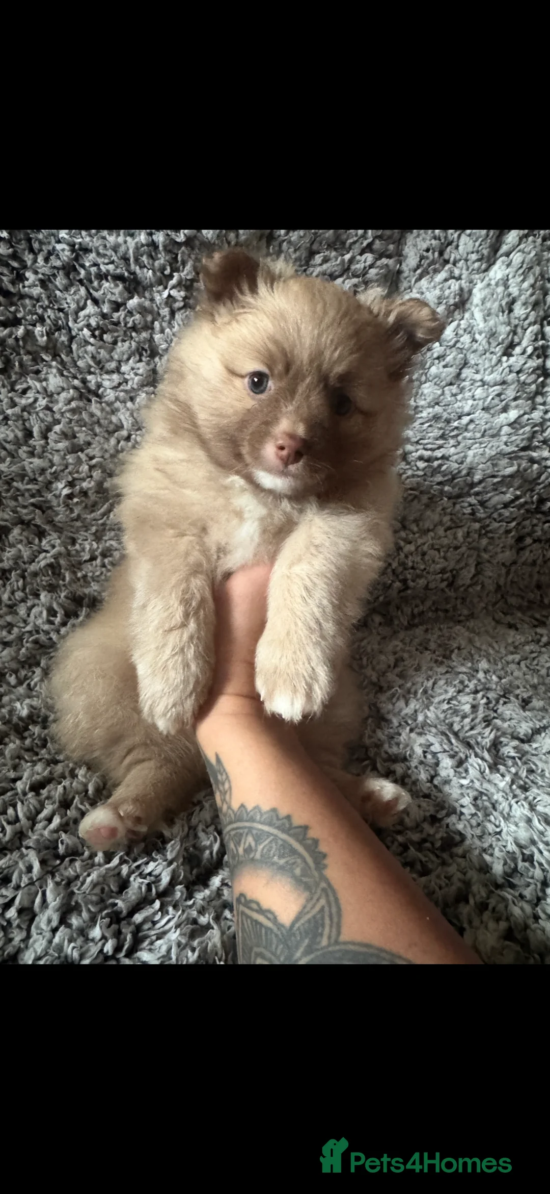 German Spitz dogs for sale: German spitz puppies for sale  - Advert 3