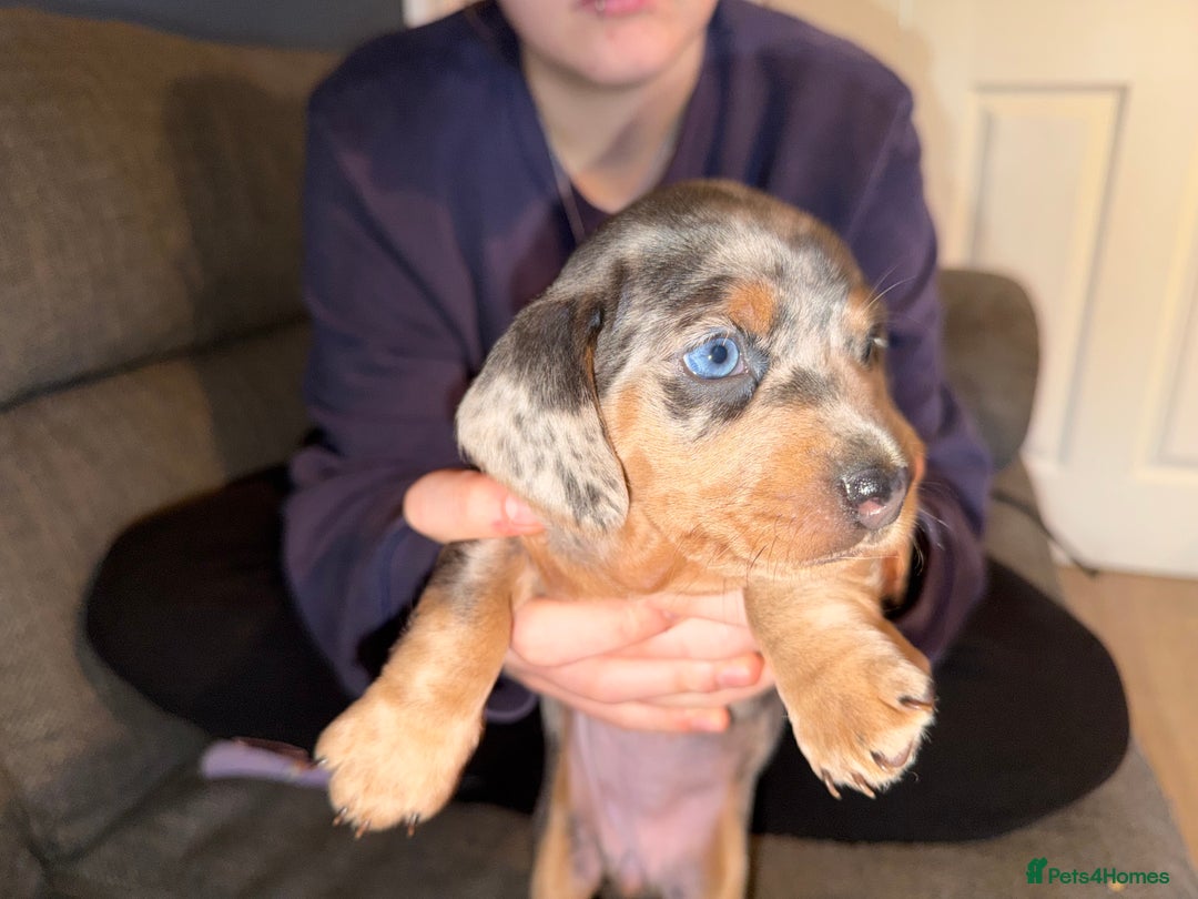 Dachshund dogs for sale: Isabella, pied, dapple dachshund - Advert 14