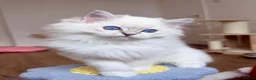 Ragdoll cats for sale: Ready To Leave Blue Lynx Ragdoll 💙Deep Blue Eyes - Advert 8