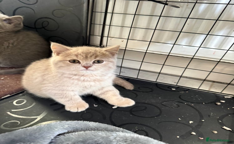 British Shorthair cats Bsh Cute Teddy Bears  - Advert 1