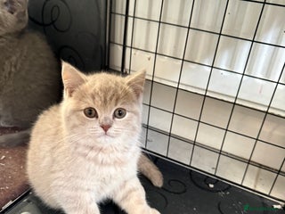 British Shorthair cats Bsh Cute Teddy Bears - Advert 1