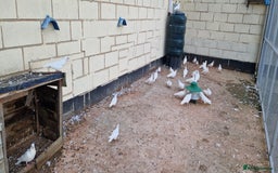 Doves birds for sale: White Straight Tailed Doves - Image 2