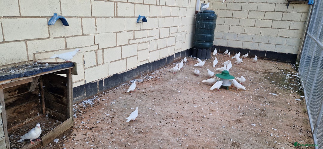 Doves birds for sale: White Straight Tailed Doves - Image 2
