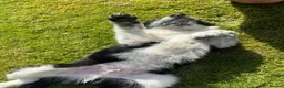 Border Collie dogs for sale: Farm reared Collie pups in Biggar - Advert 5